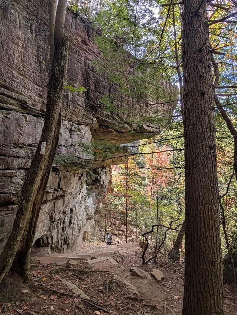 Savage Gulf State Park