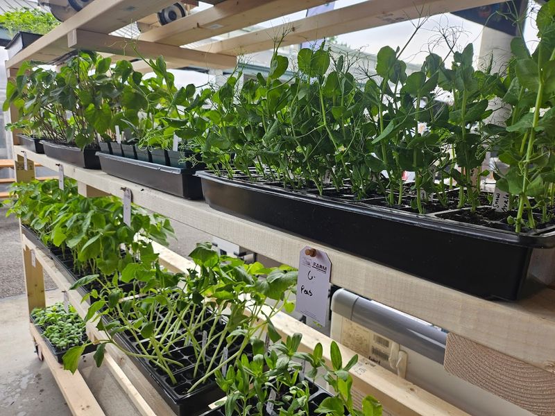 The Flowers and Heirloom Veggies That Make It Stand Out