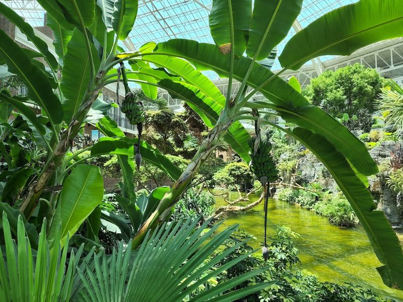 The Tropical Plants and Blooms That Make It Unforgettable