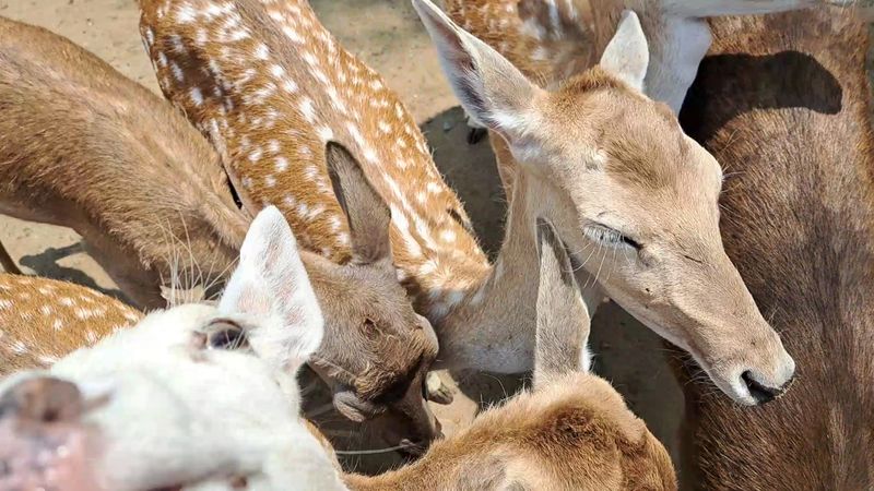 Why Walking Among the Deer Is the Highlight of the Visit