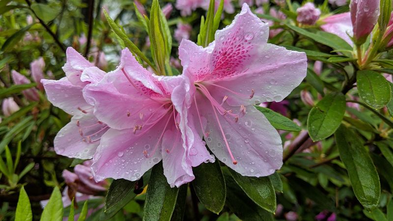 Why This Bloom-Filled Spot Belongs on Your Spring Must-See List