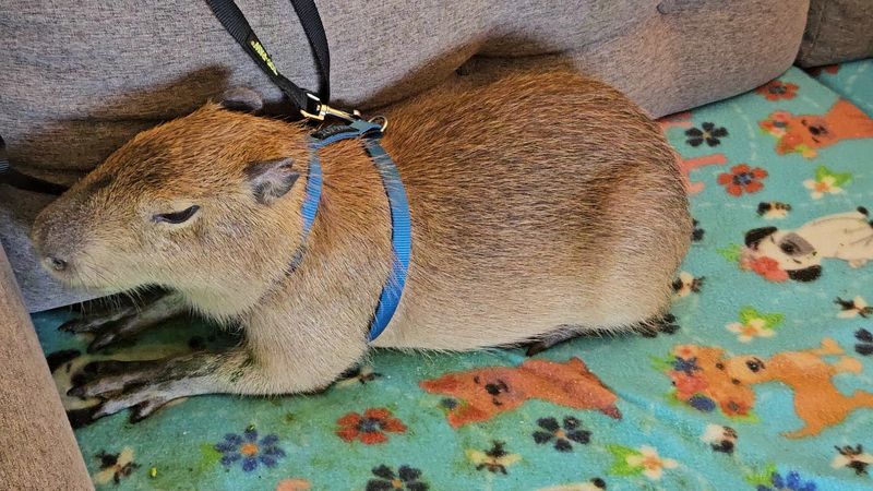 Why FairyTails Petting Farm Is One of Columbia's Most Charming Hidden Gems