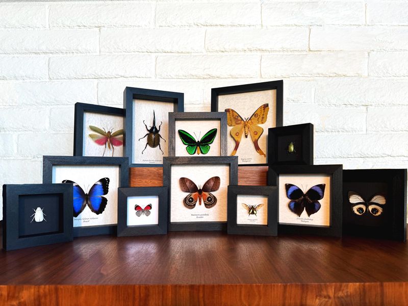 Vintage Finds Making A Revival, Especially In Trendy Parts Of California - Decor Hint Victorian-Era Taxidermy Collections