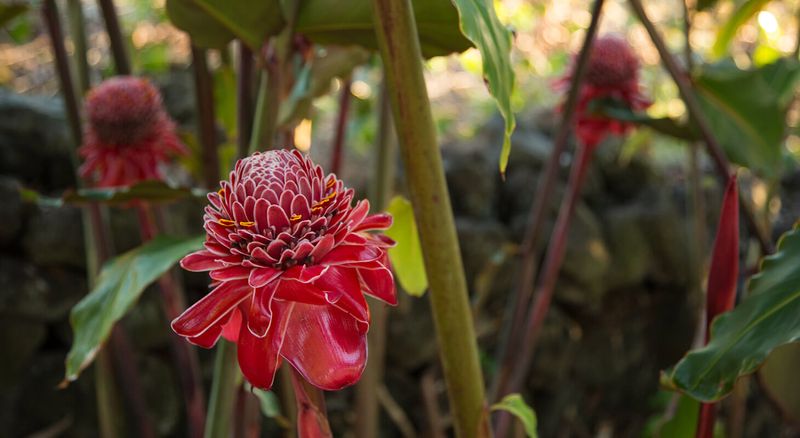 11 Backyards In Hawaii That Always Feel Like A Personal Escape - Decor Hint Curved Garden Paths Lined With Torch Ginger And Plumeria