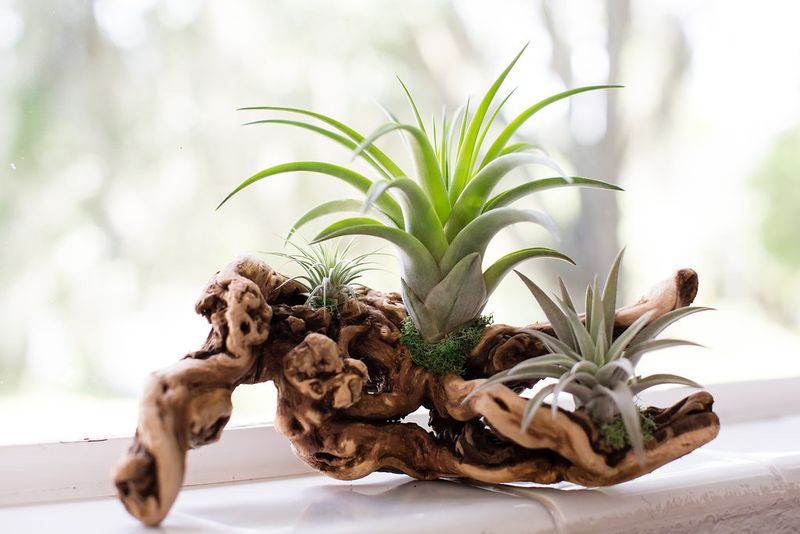 These 20 Garden Decor Ideas Are The Little Details That Will Make The Biggest Difference In Your Outdoor Space - Decor Hint Driftwood and Air Plant Arrangements