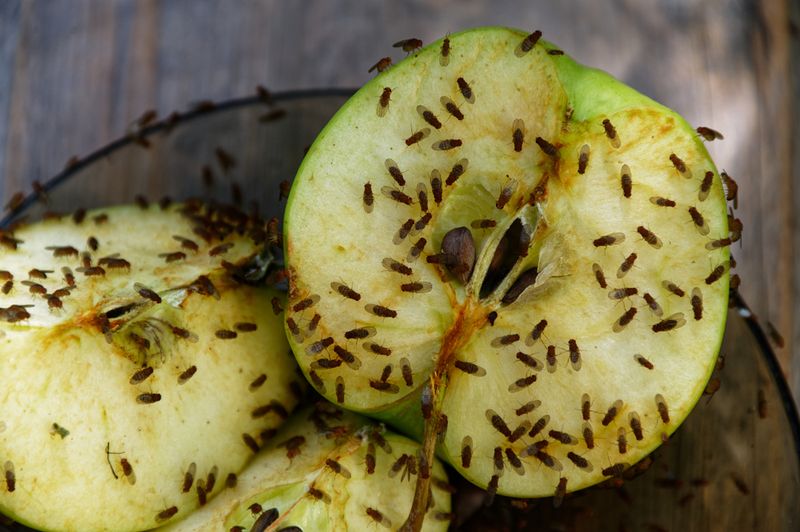 29 Kitchen "Icks" That Immediately Turn Off Homebuyers, According to Interior Designers - Decor Hint Fruit Fly Infestation