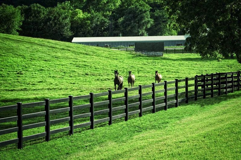 Horse Country-Inspired Fencing