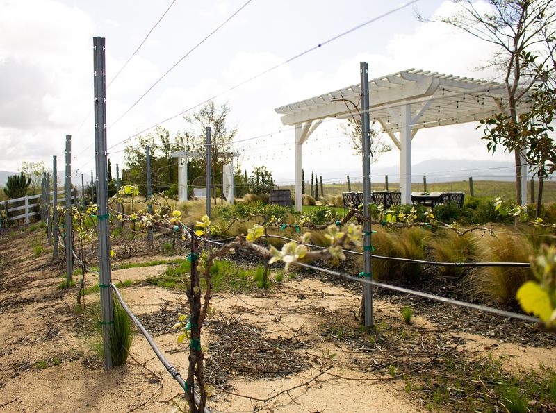 12 Effortlessly Cool Outdoor Spaces You'll Spot All Over California Neighborhoods - Decor Hint Micro-Vineyards