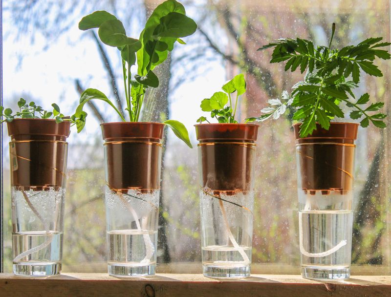 Use Self-Watering Containers