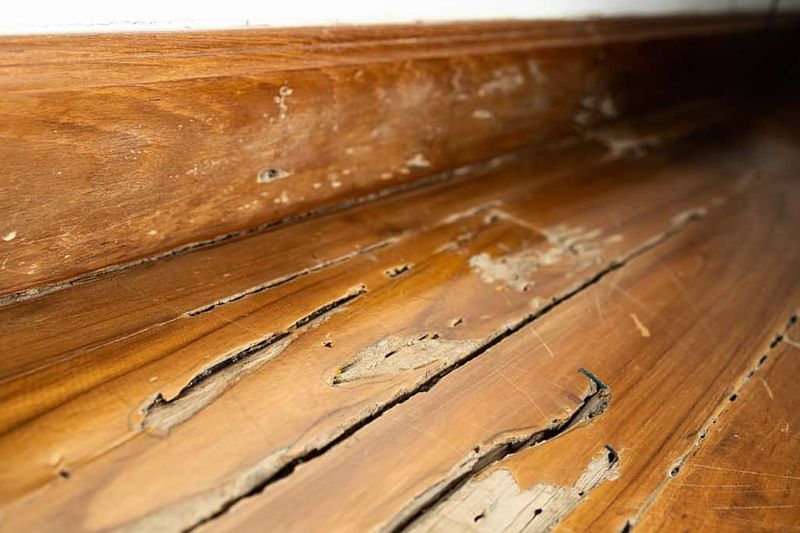 Termite Damage Disasters