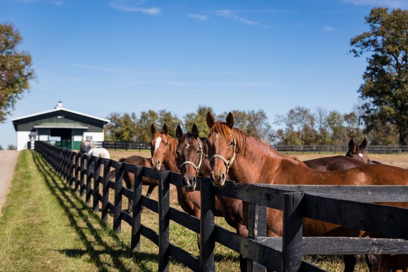 Rising: Horse Farm Properties