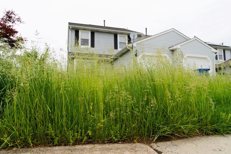 21 Landscaping Features That Are Really Annoying Your Neighbors, Real Estate Pros Say - Decor Hint Overgrown Lawn Weeds