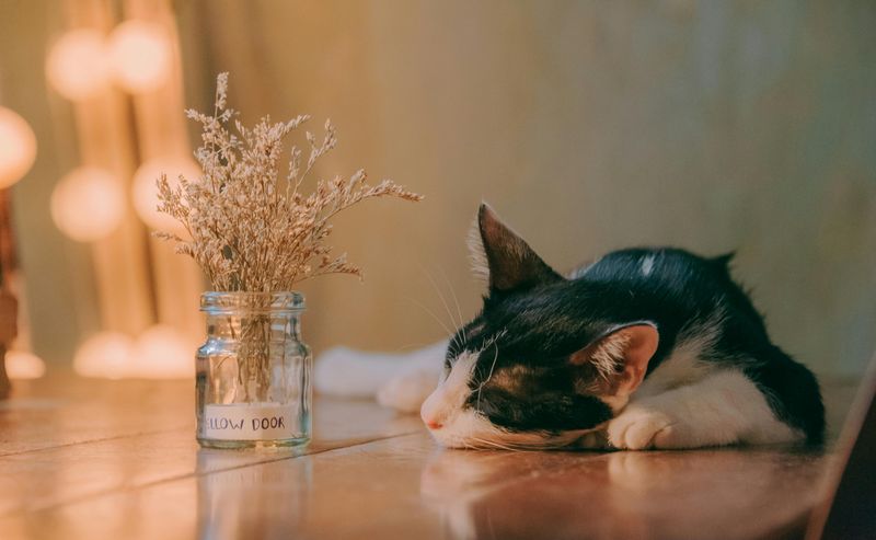 Lingering Food Or Pet Odors