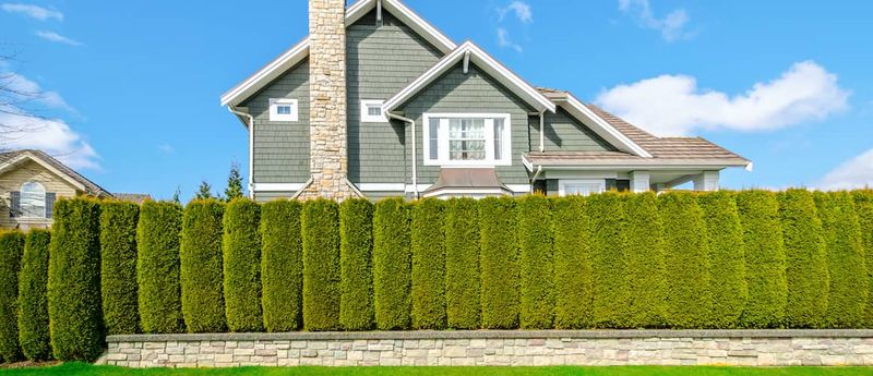18 Common Suburban Upgrades That Might Violate Local Laws - Decor Hint Tall Hedges on Property Lines