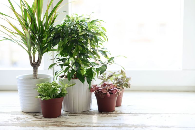 9 Habits Of Homes That Always Smell Amazing Plus 9 Simple Ways To Boost Yours - Decor Hint Grow Indoor Plants