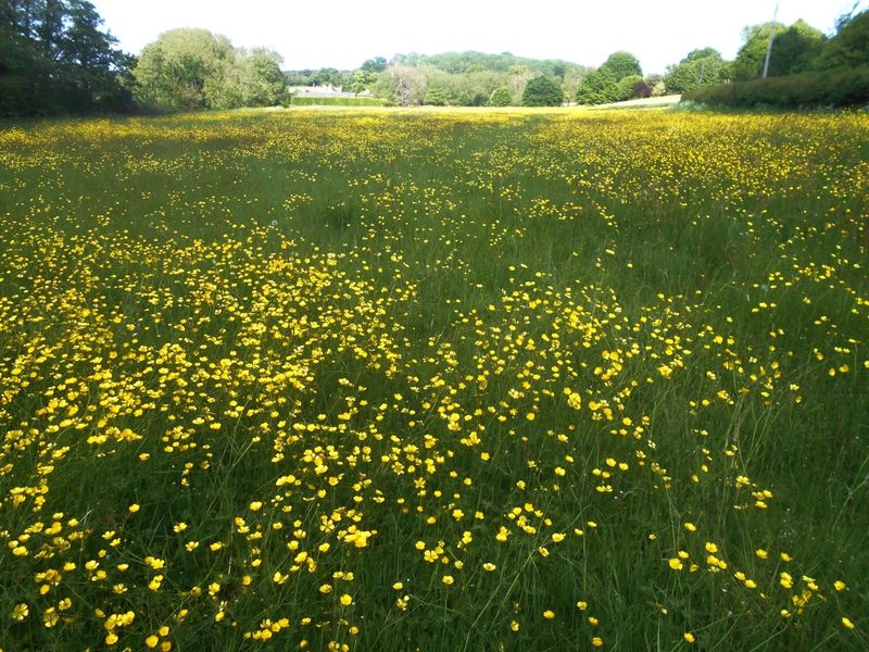 Verdant Meadows Stretching To The Horizon