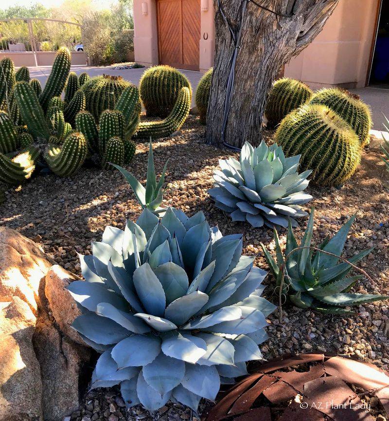Courtyard Gardens With Native Plants