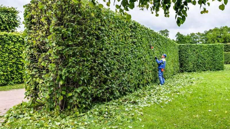 21 Landscaping Features That Are Really Annoying Your Neighbors, Real Estate Pros Say - Decor Hint Towering Privacy Hedges