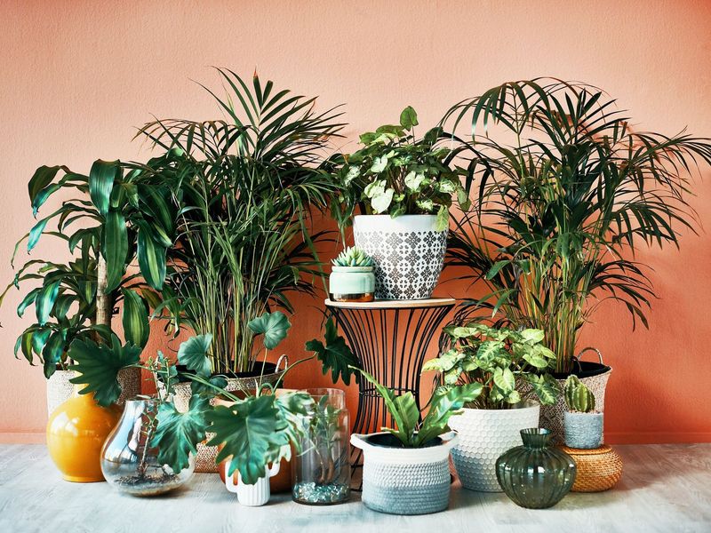 4 Outdated Boomer Home Features And 4 That Are Surprisingly Trending Again - Decor Hint Houseplants Have Grown Back Into Favor