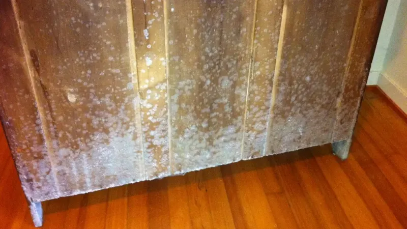 Beware Of Musty-Smelling Furniture