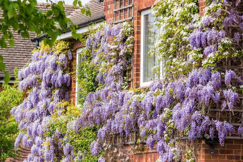 Year-Round Vertical Gardens Or Trellises