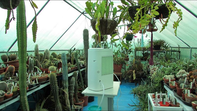How Indiana Homes Are Using Desert-Inspired Designs In Unexpected Ways - Decor Hint Cacti Gardens Flourish In Climate-Controlled Sunrooms