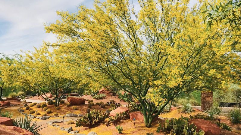 9 Solid Desert-Friendly Ideas - And 6 That Take Arizona Exteriors Even Further - Decor Hint Desert-Tolerant Trees For Privacy