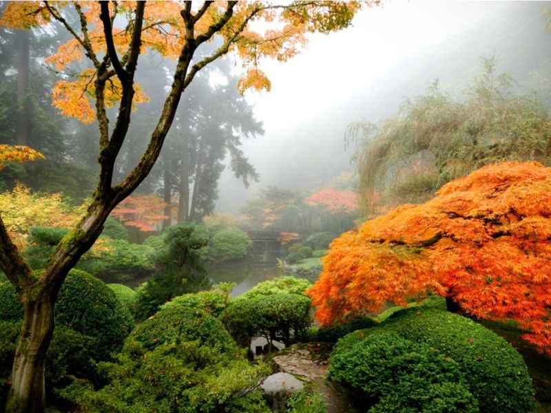 8 Garden Spaces That Quietly Shine Across Oregon - Decor Hint Moss-Draped Woodland Retreats