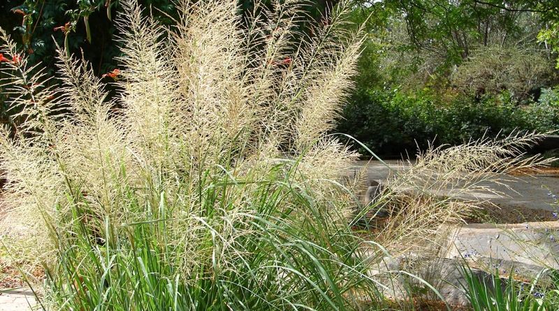 Storm-Resistant Landscape Design
