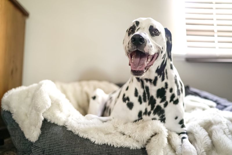 13 Things People With Nice-Smelling Homes Never Do According To Pros, Plus 9 Extra Ones People Usually Forget - Decor Hint Forget About Pet Beds