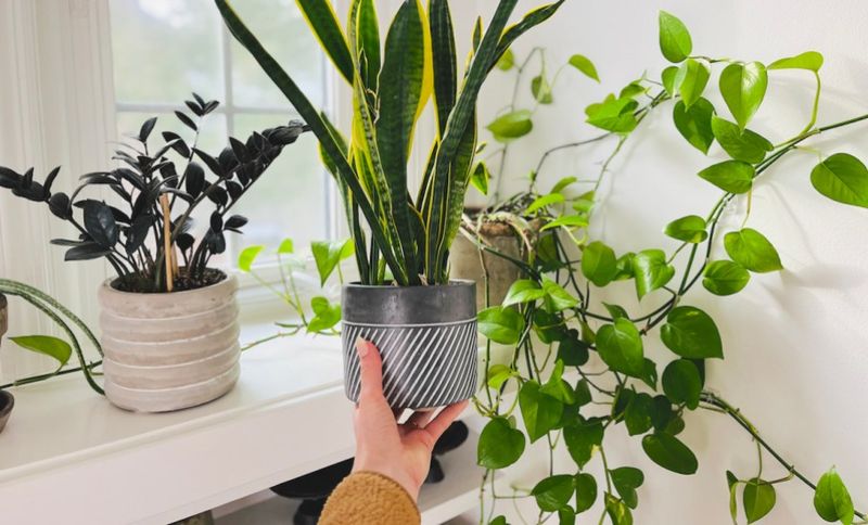 Start With Plant Babies That Won't Throw Tantrums