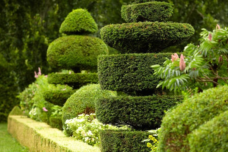 Sculptural And Architectural Plantings