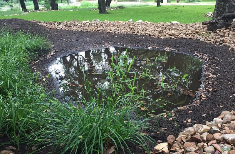 Eco-Friendly Rain Garden