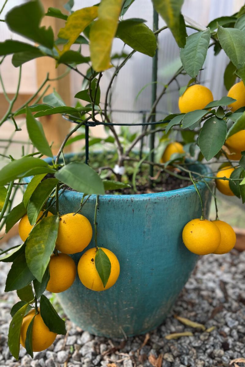Create A Lush Escape 23 Gorgeous Designs For Small Backyards - Decor Hint Potted Citrus Trees