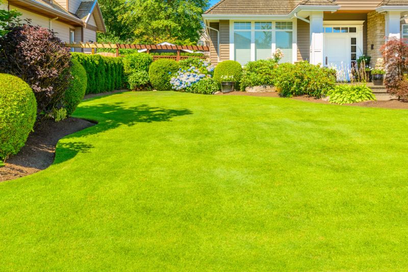Grass Lawns That Guzzle Water