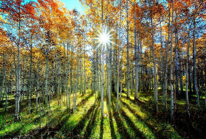 Front-Yard Charm: 9 Curb Appeal Ideas Straight From Wyoming Properties - Decor Hint Aspen Grove Plantings