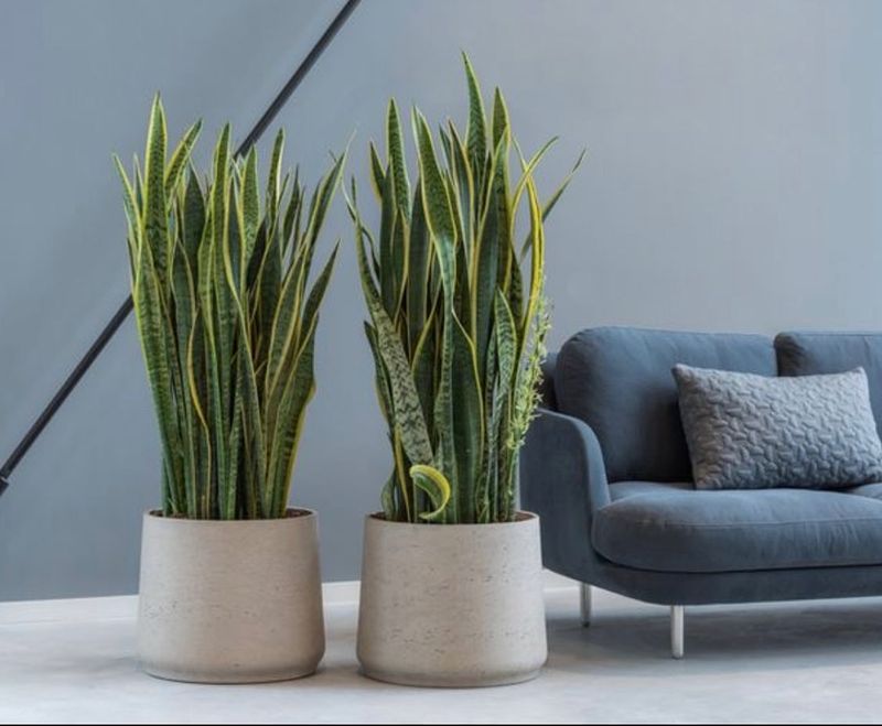 Style Your Space Better With These 9 Simple Decor Moves - Decor Hint Bring Nature Indoors