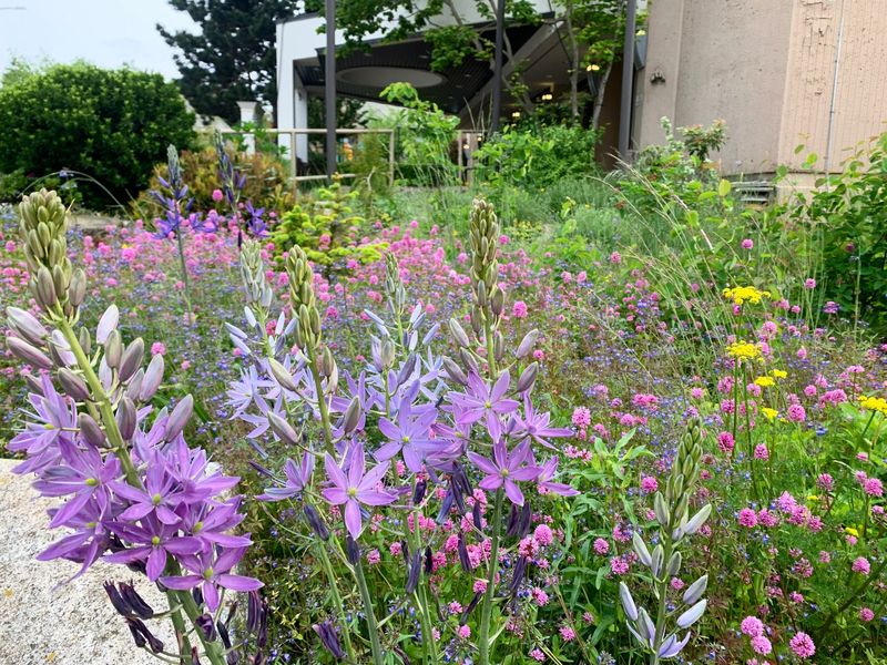 Native Plant Landscaping