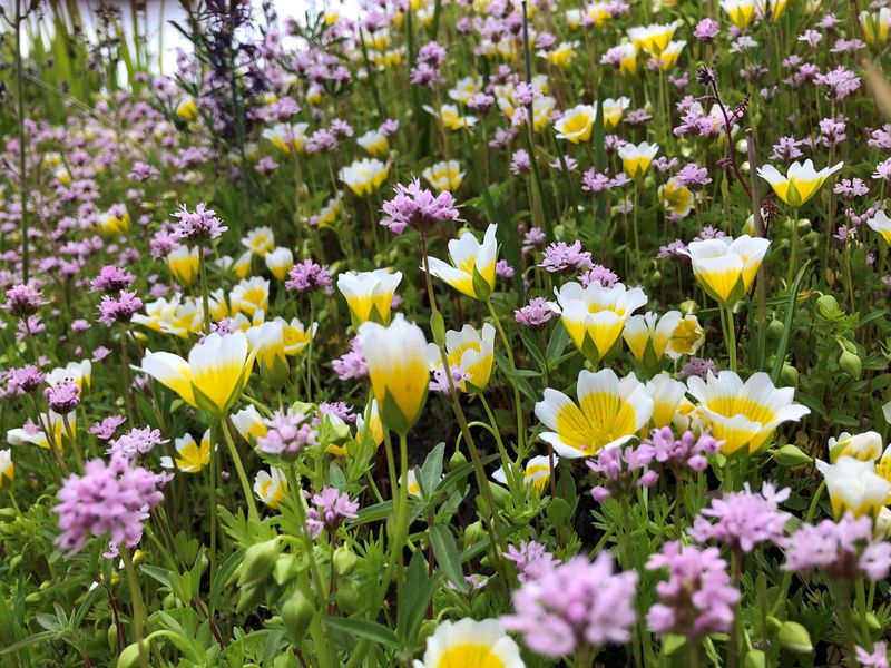 10 Outdoor Space Styles Showing Up In Washington Homes And 4 That Are Starting To Disappear - Decor Hint Native Plant Meadows