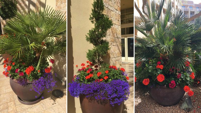 8 Welcoming Garden Spaces Found All Over Arizona - Decor Hint Terracotta Planters with Desert Blooms