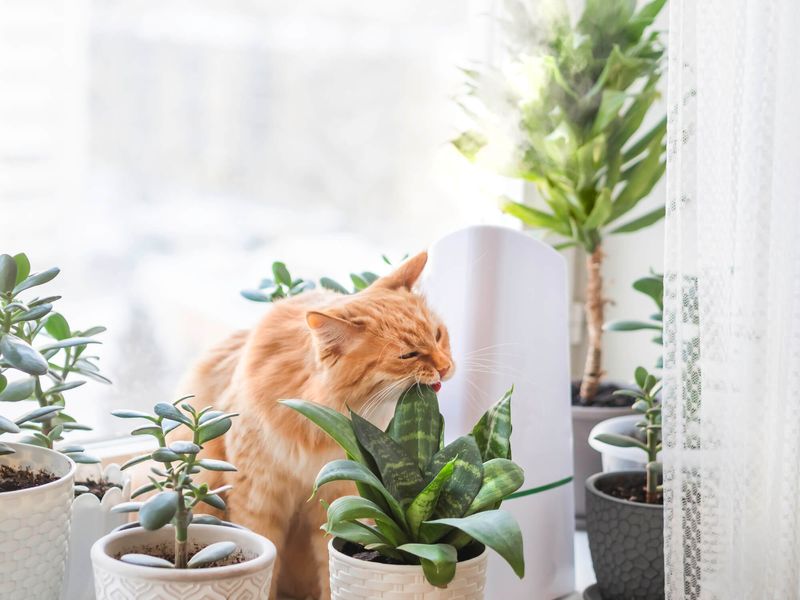 15 Common Things Your Living Room Definitely Does Not Need And 6 That Should Never Be Used - Decor Hint Toxic Houseplants