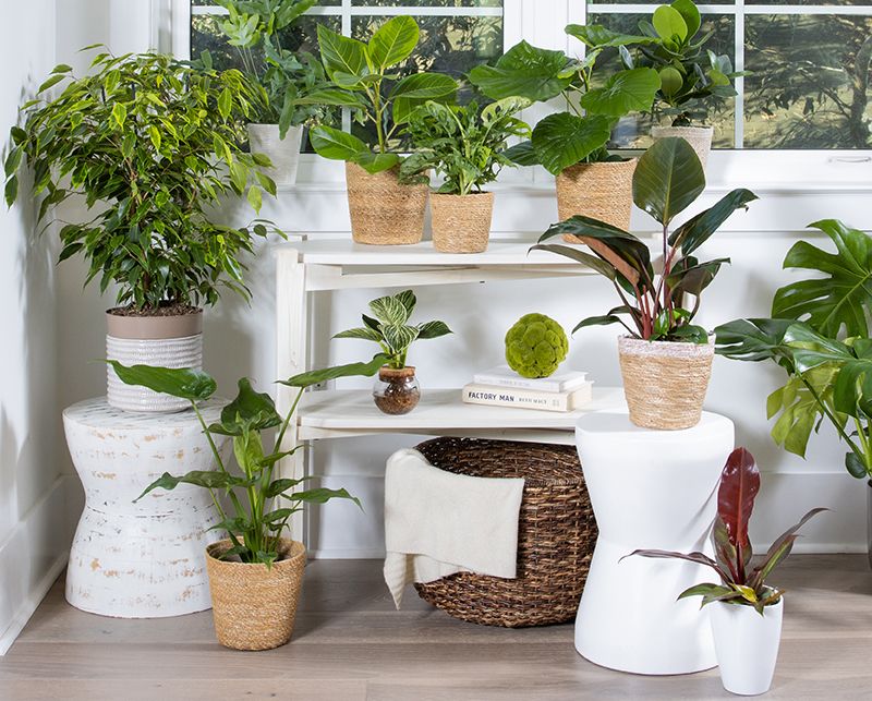 8 Affordable Things Interior Designers Always Buy From The Home Depot - Decor Hint Indoor Plants And Stylish Planters