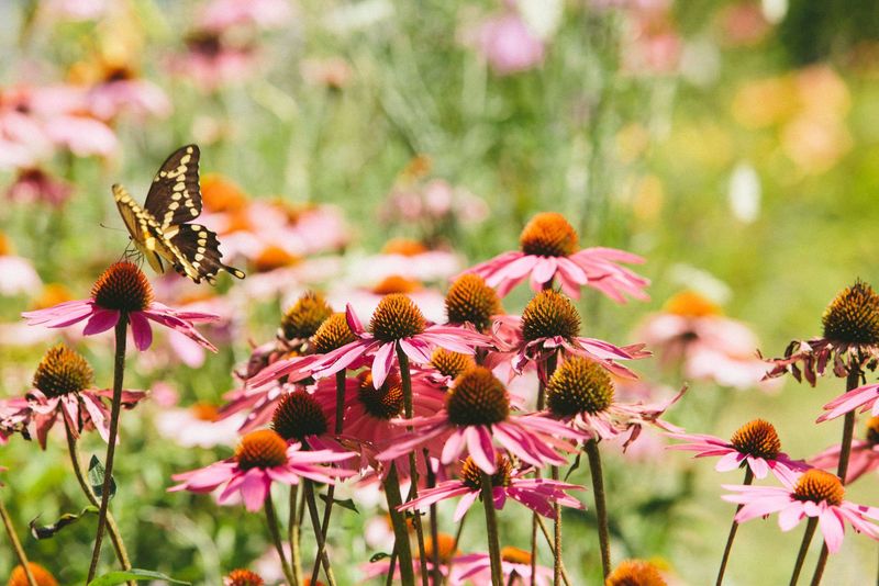 Butterfly Garden Border