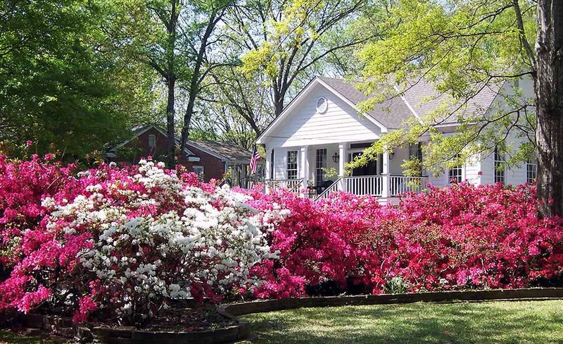 Lush Southern Landscaping