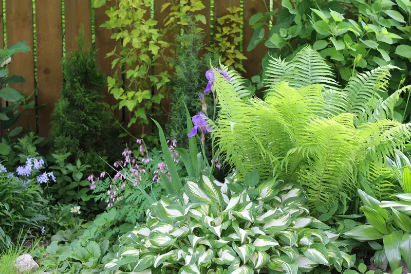 10 Outdoor Corners That Make Washington Homes Feel More Private - Decor Hint Fog-Loving Ferneries