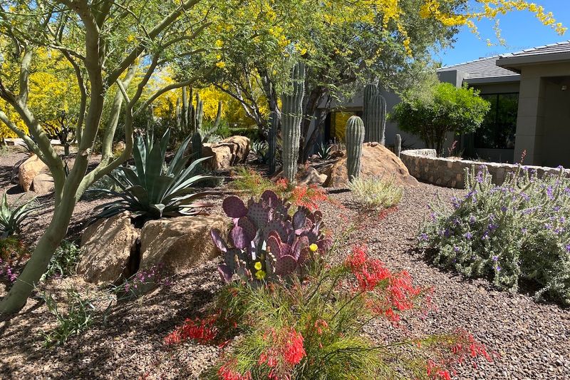 10 Desert-Friendly Exterior Design Ideas From Arizona Homes - Decor Hint Xeriscaping With Native Plants