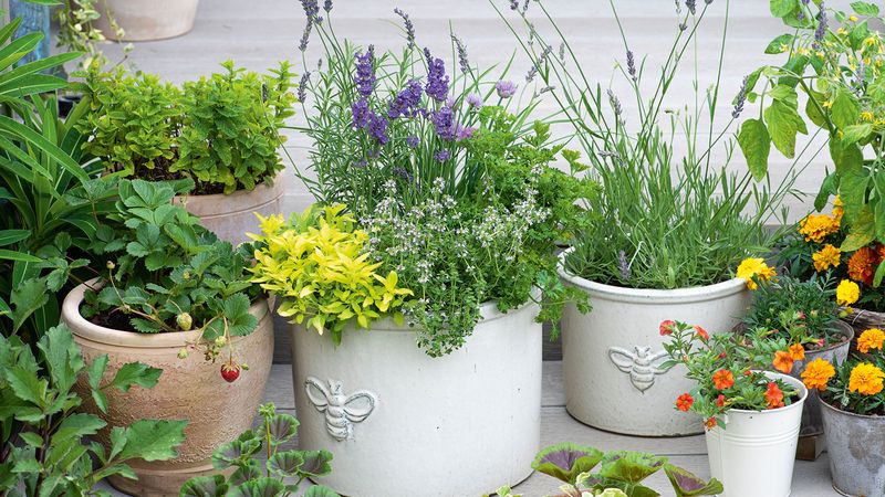 Overcrowded Planters