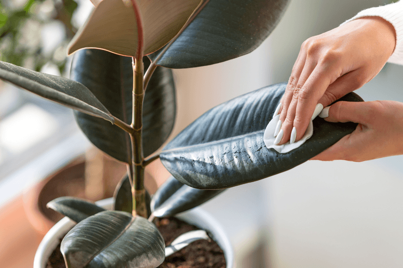 15 Common Things Your Living Room Definitely Does Not Need And 6 That Should Never Be Used - Decor Hint Fake Plants That Collect Dust