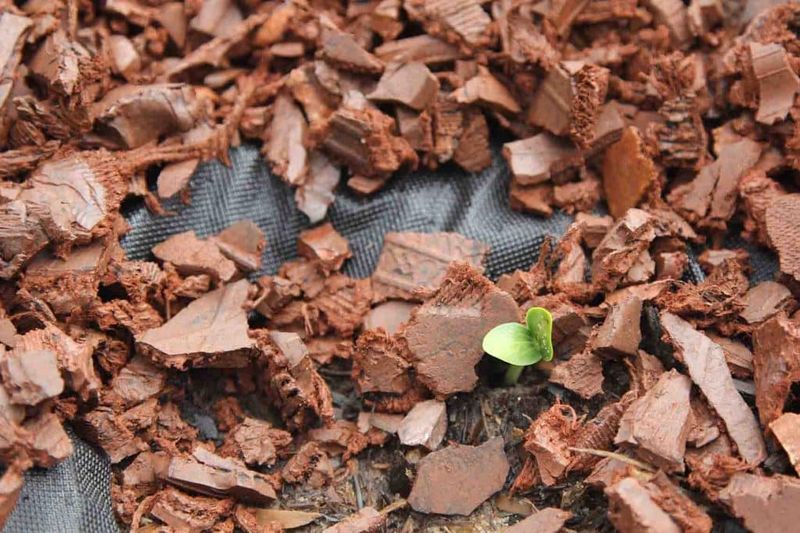 20 Things You Should Not Waste Money On For An Outdoor Space, According To Exterior Designers - Decor Hint Decorative Mulch Alternatives