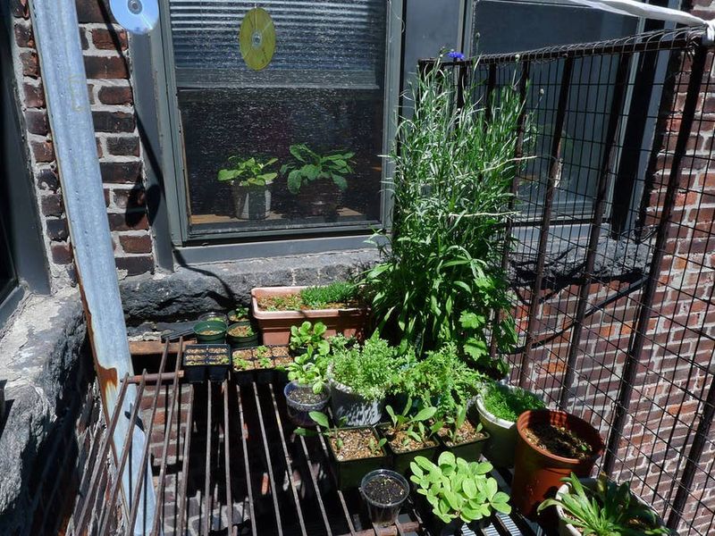 Easy Weekend Wins: What New York DIYers Are Creating - Decor Hint Fire Escape Miniature Gardens